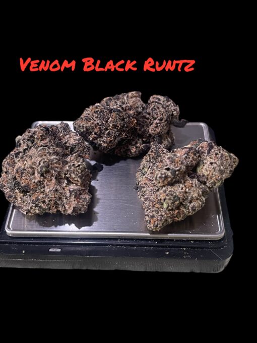 VENOM  RUNTZ 3.5G EXOTIC 36%THC 🔥🔥SMALL BATCH 🏆 INDICA