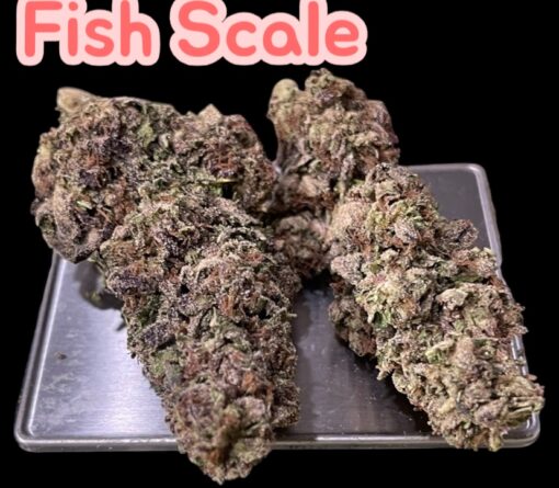 FISH SCALE 28g OZ ON SALE 26%THC HYBRID