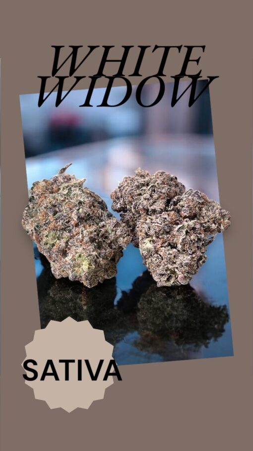 WHITE WIDOW 3.5g SATIVA 33%THC 🔥🔥🔥 INDOOR  – MEMORIAL DAY SALE-