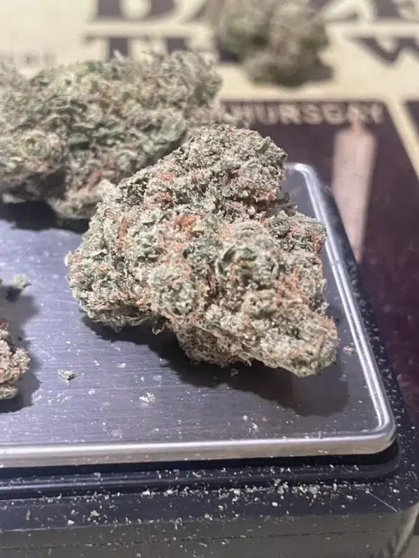 Platinum Jack -Caliva