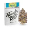 Strawberries N cream (jungle boys)Hybrid