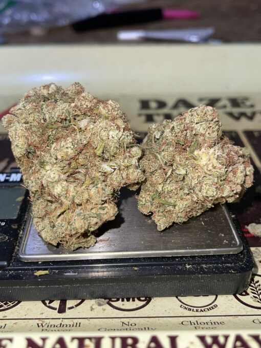 Panama Red Jack 3.5 Sativa