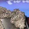 PURPLE KUSH28g OZ ON SALE $100 oz LIMITED AMMOUNT 20%THC INDICA 🔥🔥