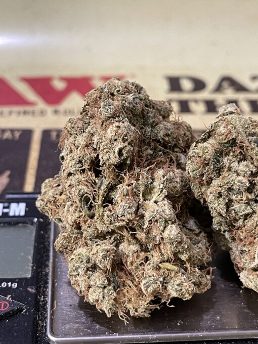 Panama Red Jack 3.5 Sativa