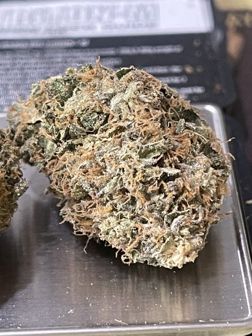 Cherry zlushie (INDOOR) INDICA