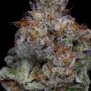 Cochino (jungle boys) indica