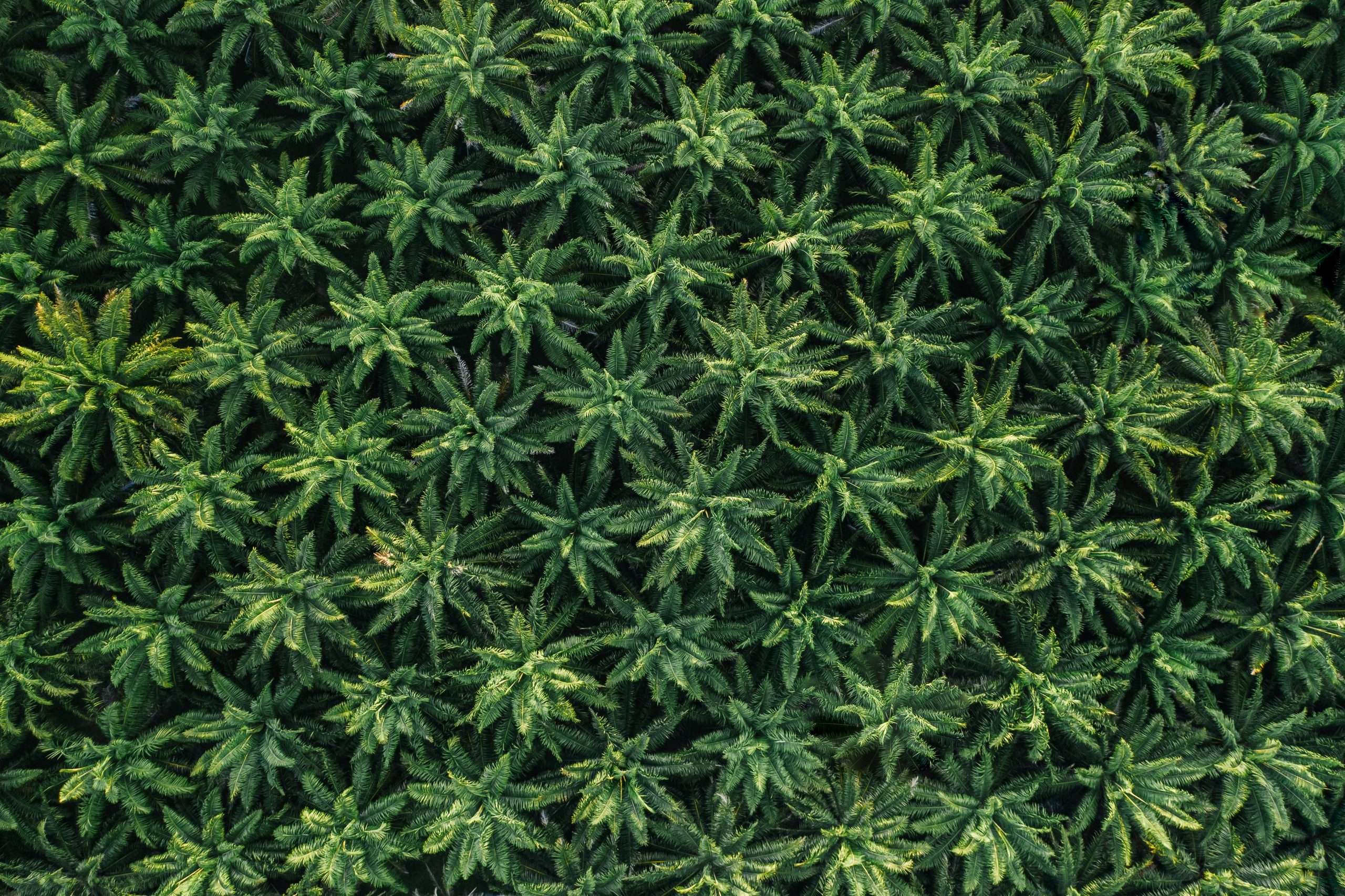 weed delivery glen cove