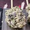 PURPLE HAZE 3.5g SATIVA 🔥🔥🔥 on SALE CRAFT CANNABIS SMALL BATCH 🔥🔥