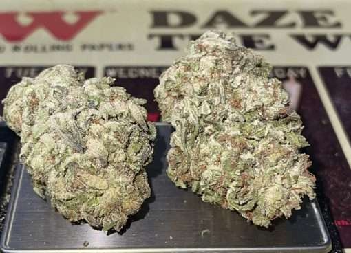 KING GELATO 28g OZ ON SALE 🔥🔥 HYBRID