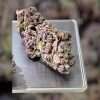 PURPLE HAZE 7gSATIVA ON SALE 🔥🔥26% QUARTER