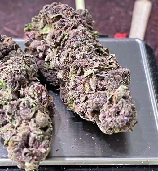 PURPLE HAZE 7gSATIVA ON SALE 🔥🔥26% QUARTER