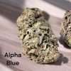 SHERBANGER 3.5g (jungle boys) INDICA 🔥🔥