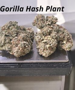 marijuana delivery brooklyn