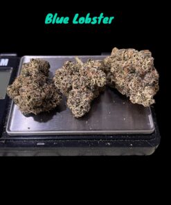 BLUE LOBSTER (Main Trees) 28grams ON SALE  37%THC HYBRID MEMORIAL DAY SALES 🦞Limited Batch🦞