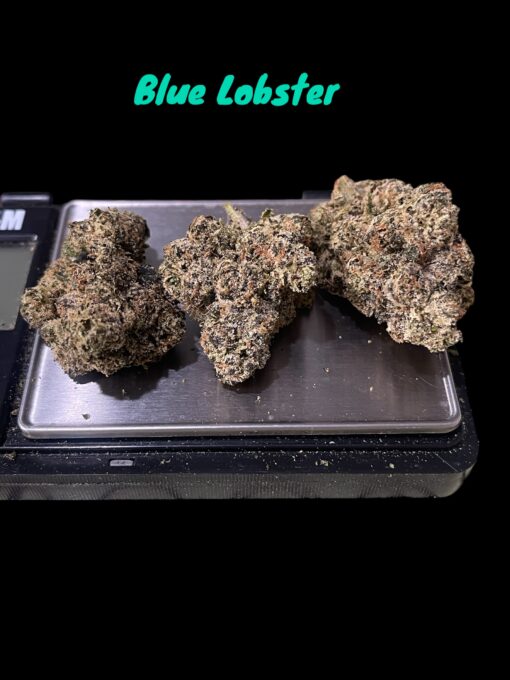 BLUE LOBSTER (Main Trees) 28grams ON SALE  37%THC HYBRID MEMORIAL DAY SALES 🦞Limited Batch🦞
