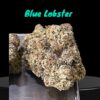 BLUE LOBSTER (Main Trees) 28grams ON SALE  37%THC HYBRID MEMORIAL DAY SALES 🦞Limited Batch🦞