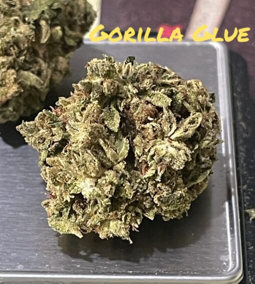 GORILLA GLUE 28grams OZ INDICA 26%THC 🔥🔥🔥