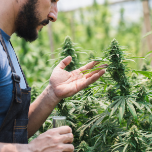 cannabis delivery vinegar hill