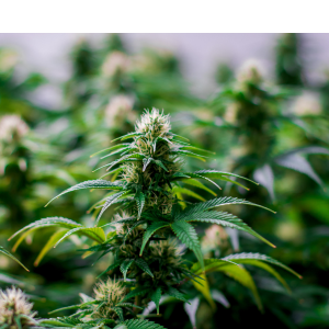 greenwood heights weed delivery