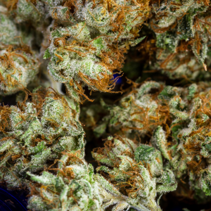fisk terrace weed delivery