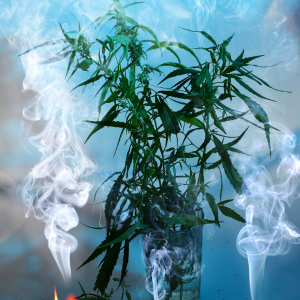 pacific park weed delivery