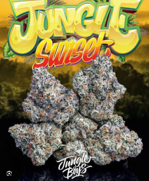 JUNGLE SUNSET 3.5g (JUNGLE BOYS ) INDICA 🔥🔥