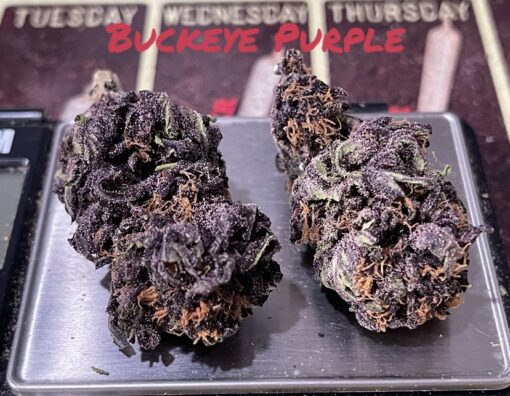 BUCKEYE PURPLE OZ ON SALE $100 27%THC INDICA 🔥🔥🔥 SUMMER SALE