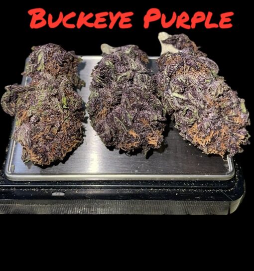 BUCKEYE PURPLE OZ ON SALE $100 27%THC INDICA 🔥🔥🔥 SUMMER SALE
