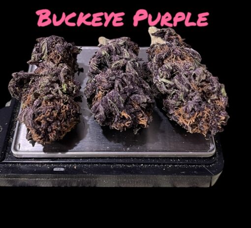 BUCKEYE PURPLE OZ ON SALE $100 27%THC INDICA 🔥🔥🔥 SUMMER SALE