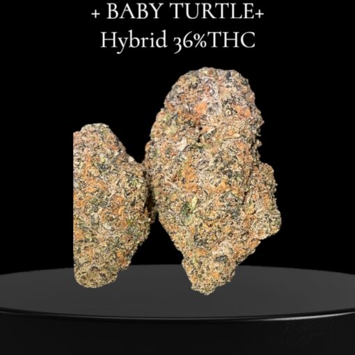 BABY TURTLE 🐢 3.5g HYBRID EXOTICS 36%THC🔥🔥 (KHALIFA KUSH)
