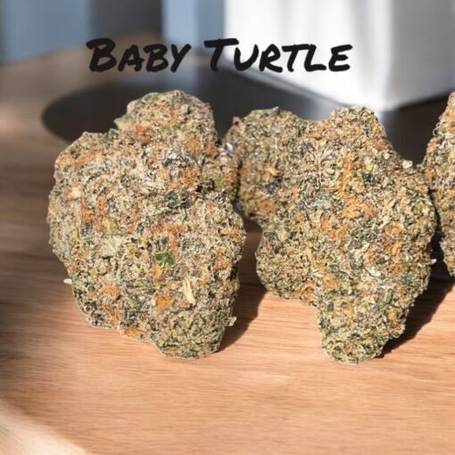 BABY TURTLE 🐢 3.5g HYBRID EXOTICS 36%THC🔥🔥 (KHALIFA KUSH)