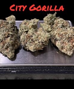 CITY GORILLA 🦍 28Grams OZ INDICA 33%THC 🔥🔥