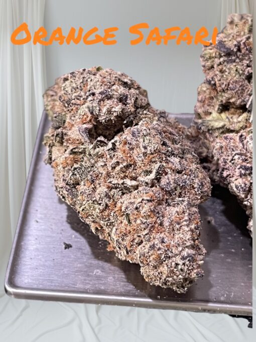 ORANGE SAFARI 32%THC SATIVA