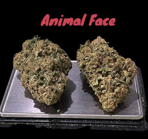 ANIMAL FACE 7GRAMS QUARTER 28%THC INDICA 🇺🇸🎆4thJULY 🇺🇸🎆 ON SALE