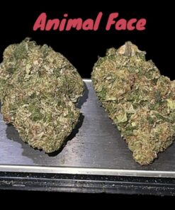 ANIMAL FACE 7GRAMS QUARTER 28%THC INDICA 🇺🇸🎆4thJULY 🇺🇸🎆 ON SALE
