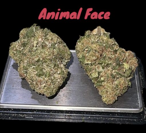 ANIMAL FACE 7GRAMS QUARTER 28%THC INDICA 🇺🇸🎆4thJULY 🇺🇸🎆 ON SALE
