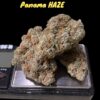 PANAMA HAZE 28GRaMS SATIVA on SALE 34%THC 🏆