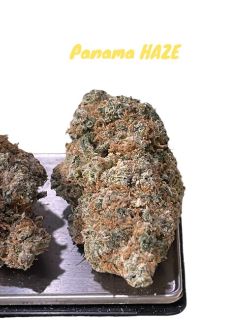 PANAMA HAZE 28GRaMS SATIVA on SALE 34%THC 🏆