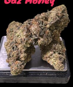 GAZ MONEY 3.5grams 🔥🔥INDICA 34%THC (DNA GENETICS)