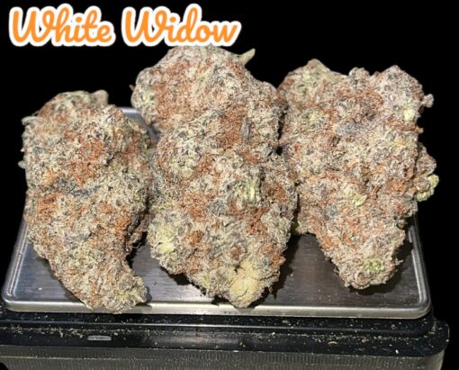WHITE WIDOW 3.5g SATIVA 33%THC 🔥🔥🔥 INDOOR  –