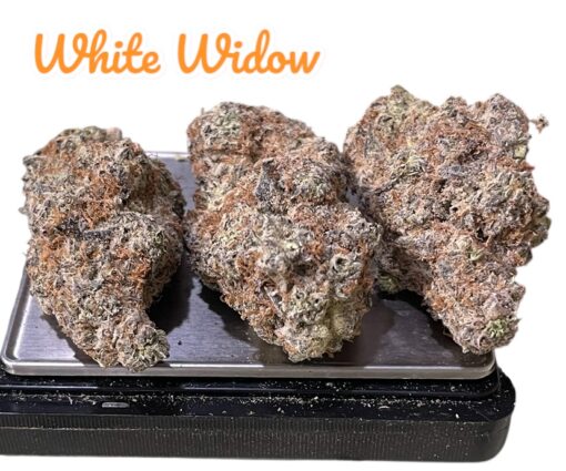WHITE WIDOW 3.5g SATIVA 33%THC 🔥🔥🔥 INDOOR  –