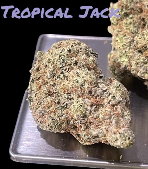 TROPICAL JACK HERRER 28grams OZ ON SALE 37%THC SATIVA 🏆🔥🏆🔥