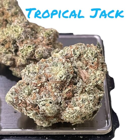 TROPICAL JACK HERRER 28grams OZ ON SALE 37%THC SATIVA 🏆🔥🏆🔥