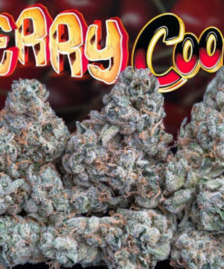 CHERRY 🍒 COOKiES 🍪 3.5G (jungle boys) INDICA 🔥🔥