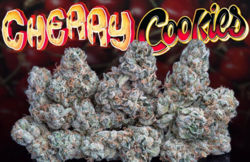 CHERRY 🍒 COOKiES 🍪 3.5G (jungle boys) INDICA 🔥🔥