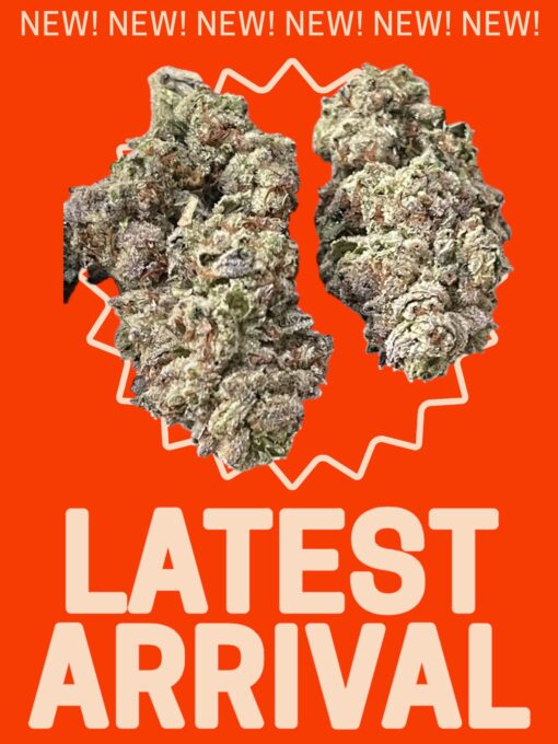 SUGAR CANE 7GRAMS QUARTER HYBRID 28%THC 🔥🔥