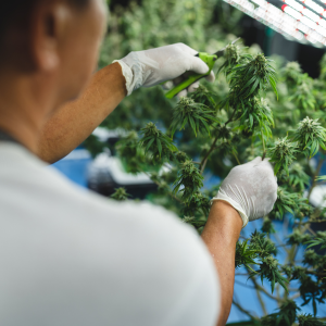 mott haven weed delivery