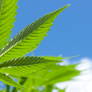 weed delivery west farms