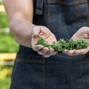 weed delivery kingsbridge heights