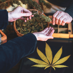 westchester square weed delivery
